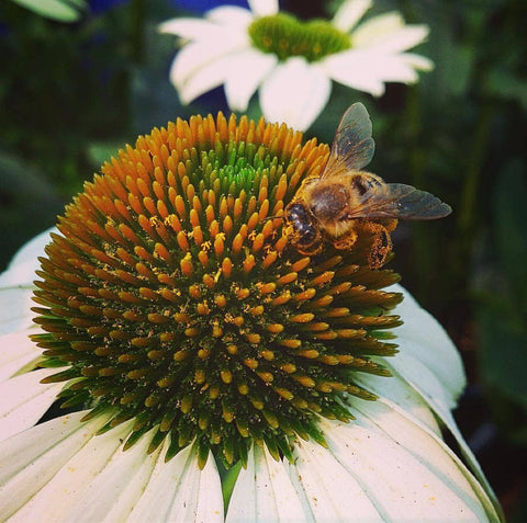 Garden Sprinkles Tin - Honeybee