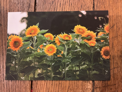 Postcard - Mae Taylor by Mae Taylor Photography, photo 11