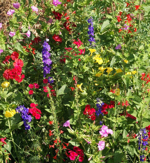 Garden Sprinkles Tin - Hummingbird