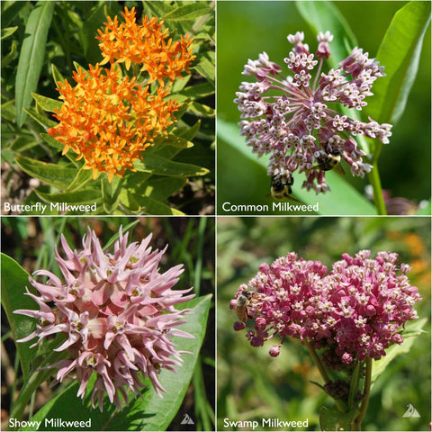 Garden Sprinkles Tin - Monarch