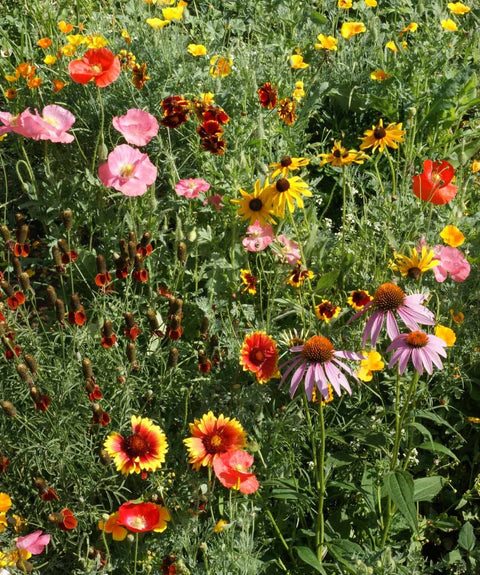 Garden Sprinkles Tin - Wildflowers