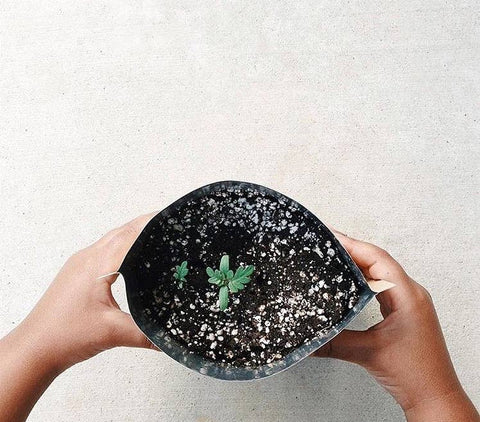 Kids Garden in a Bag - Strawberry