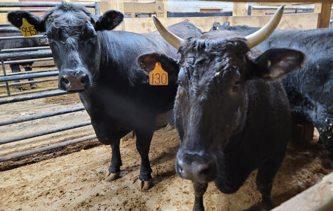 A MaKyn Farms Wagyu steer (photo courtesy of MaKyn Farms)