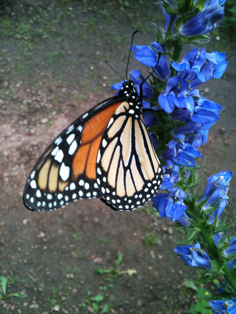 Garden Sprinkles Tin - Monarch