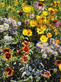 Garden Sprinkles Tin - Honeybee