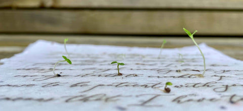 Zero Waste Plantable Seed Card