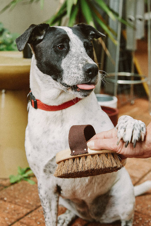 Dog/Pet Grooming Brush - All Natural, Handmade