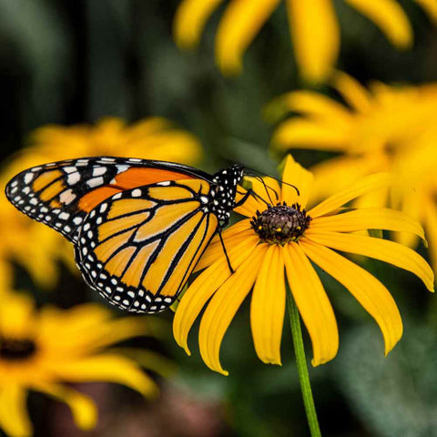 Garden Sprinkles Tin - Monarch