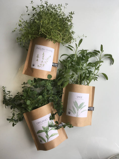 Garden in a Bag - Italian Parsley