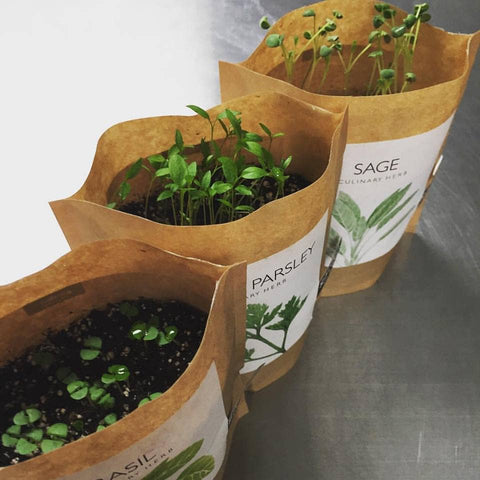 Garden in a Bag - Italian Parsley