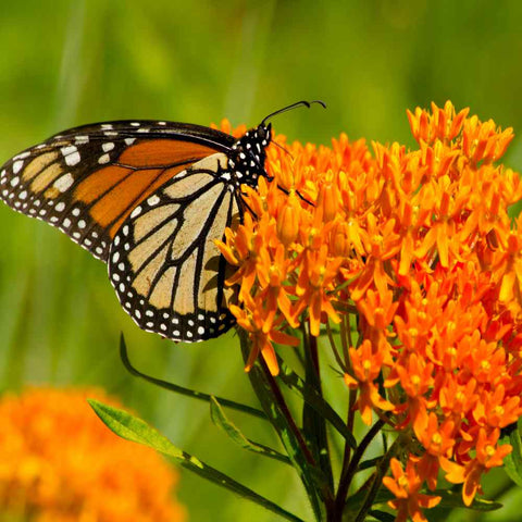Garden Sprinkles Tin - Monarch