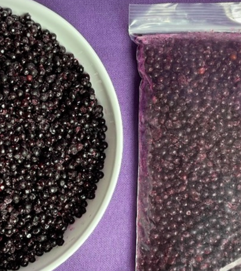Elderberry Shrub