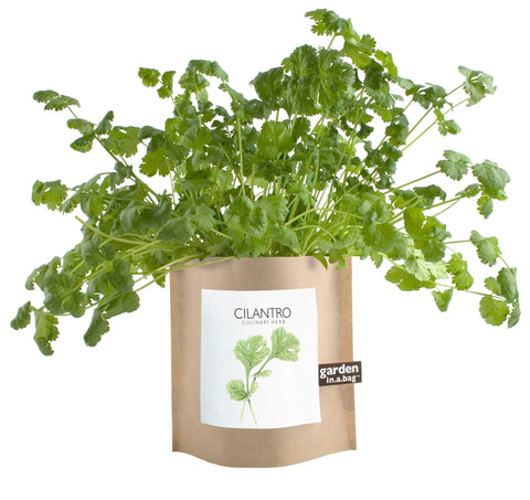 Garden in a Bag - Cilantro