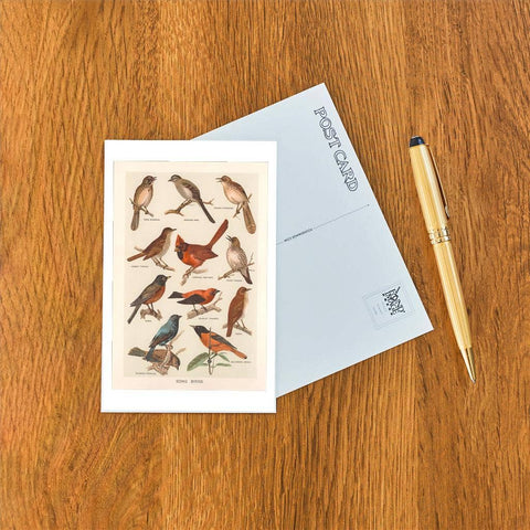 Postcard - Songbirds