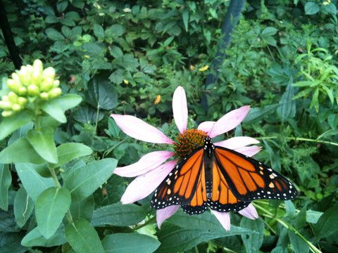 Garden Sprinkles Tin - Monarch